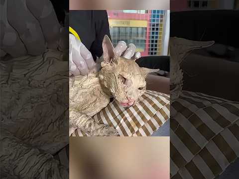 🐾 Deva: Eine Katze, die Schlimmes erlebte… aber Liebe fand! 🥹❤️ #shorts