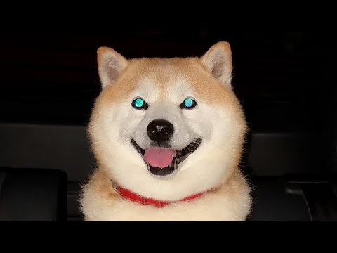 夜中のかぶとむし採りにわくわくが止まらない柴犬