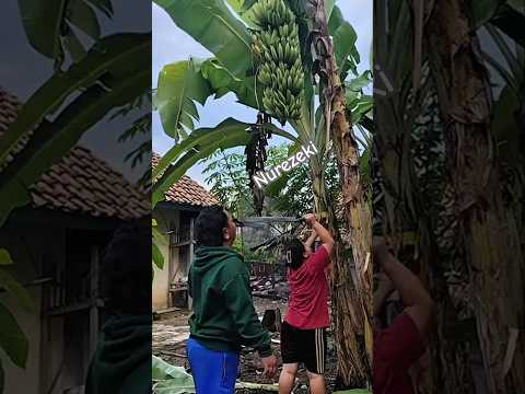 panen pisang Ambon lumut #shorts #budidayatanaman #harvest #fruit #banana #gardening #farmer #viral