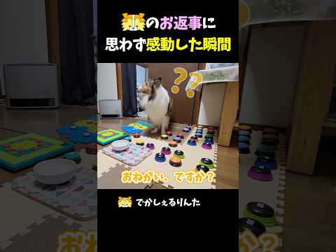 シェルティのお返事に思わず感動した瞬間【会話ボタンでしゃべる犬】 #shorts #dog