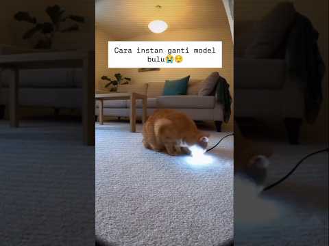 cosplay 😁🤣#cat #funny #shorts