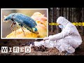Insects as Forensic Witnesses in Crime Scene Investigation