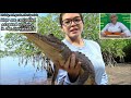 American Crocodiles and Everglades Conservation