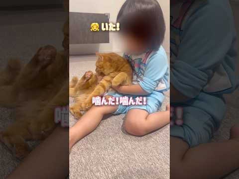 猫に噛まれたら超猫愛好家の4歳児はこうなります【とらまる】