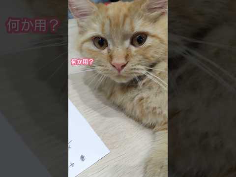 娘と一緒に勉強中の猫　サイベリアンの女の子 #cat #子ネコ #猫のいる暮らし #ネコムート #猫のいる生活 #好きな子猫 #ねこのいる生活 #しゃむねこ #ねこ #ネコガミ