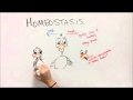 Exploring Homeostasis in Animal Adaptation