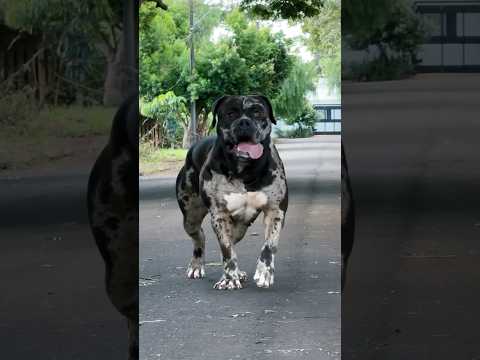 Merle XL American Bully Turning Heads on the Street | Ultimate Bully Swagger!” #shorts #dog