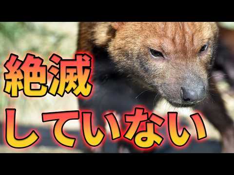 ヤブイヌが絶滅したと思われていた理由がこちら【解説動画】