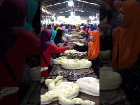 # wild animals sold in market (AI)