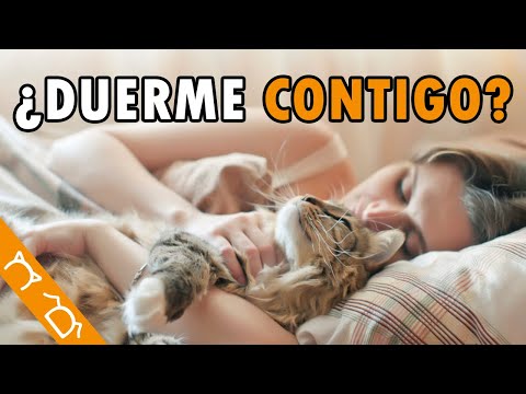 ¿Por Qué Mi Gato Duerme Encima De Mí?