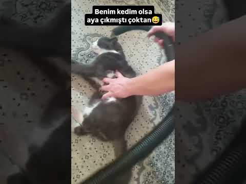 Çoktan Aya Çıkmıştı🥰 #shorts #pati #pet #pets #cat #clean #nature #keşfet #reels #viral @endogaltv