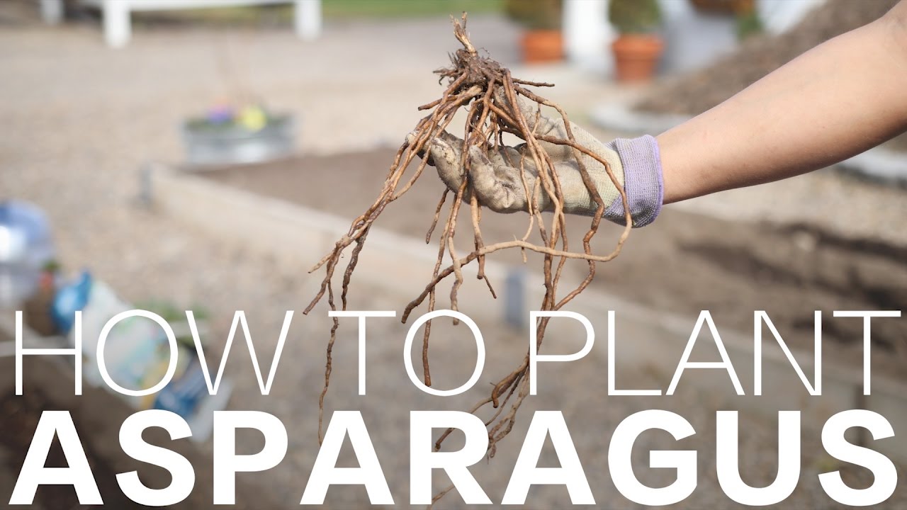 How to Plant Asparagus #43