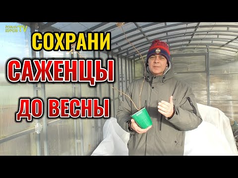Как сохранить саженцы 🌱 гортензии, если вы их купили зимой 🌨