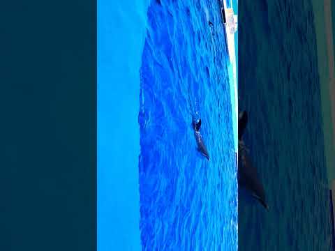 #여운 #11시 #돌고래쇼 #일본 #시코쿠 수족관 #Dolpin show #Shikoku Aquarium
