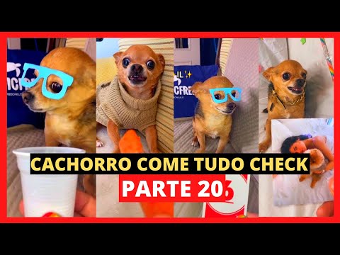 MEU CACHORRO COME TUDO CHECK PARTE 20 - ANIMAIS ENGRAÇADOS