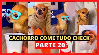 MEU CACHORRO COME TUDO CHECK PARTE 20 - ANIMAIS ENGRAÇADOS