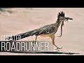 Greater Roadrunner Behavior and Adaptations