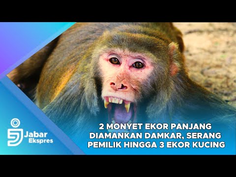 2 Monyet Ekor Panjang Diamankan Damkar, Serang Pemilik Hingga 3 Ekor Kucing