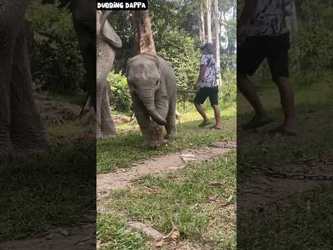 Maatunaa 🤣 #funny #elephant #shorts #dog #shortsfeed #animals #dubbingdappa #pets #comedy #catvideos