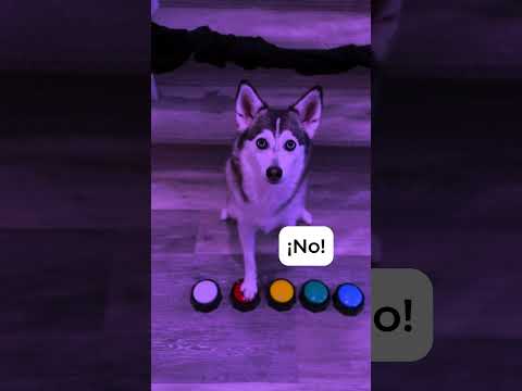 🐾😱 ¡Sapphie la Pomsky Echa a Papá del Club! 🎉🚪