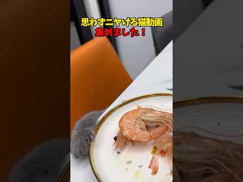 猫の動画サムネイル - ニヤニヤしちゃう😏 #猫 #cat #cats #cute