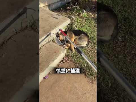 攻撃的な犬の通報で出動したら分かった真実?
