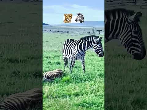 الزيبرا الأب ينقد صغيره من الفهد ببراعة 🦓🐆 #الغابة #الحيوانات #shorts