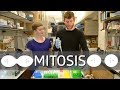 Cell Biology and Mitosis Concepts