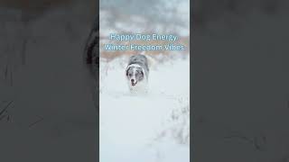 🐕Happy Dog Energy – Winter Vibes ❄️💙