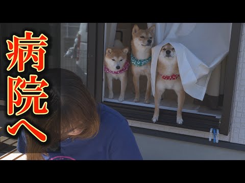 「特発性てんかん」を持つ柴犬の、今後の方針が決まりました。 サムネイル
