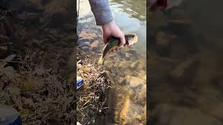 Nice little bass on a creature bait #fishing #fun #fishinglife #outdoors #subscribe #fyp