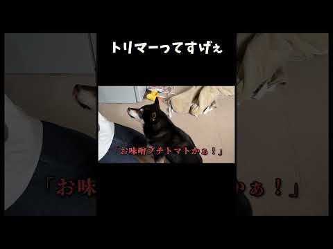犬の動画サムネイル - トリマーってすげぇ