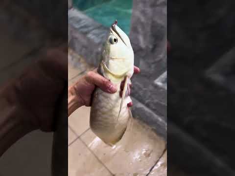 One gulp takes down the dragonfish#Arapaima #AmazonPredatorFish