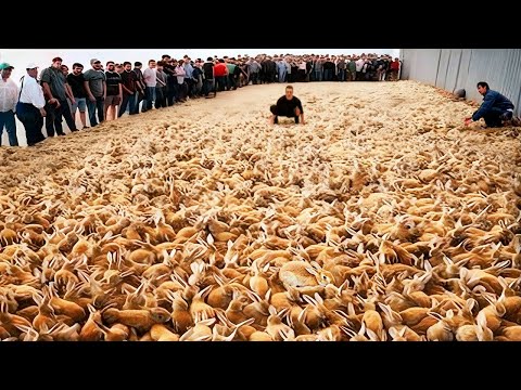 They came to Australia, and now they're DESTROYING all living things!