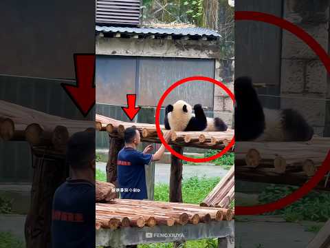 Seekor Panda dan Petugas di Kebun Binatang