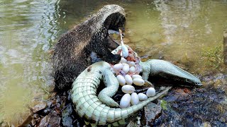 Unbelievable Animal Fight: Honey Badger vs Crocodile Showdown - Who Win?