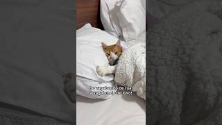 A VIDA BOA DO MEU GATO