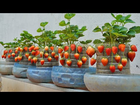 This Strawberry Growing Tip Is CRAZY – Get Fruit Every Month!