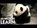 Animal Habitats and Characteristics