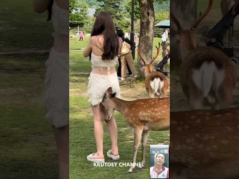 Funny shorts v.16 #คลิปตลก #funny #รวมคลิปตลก #fails