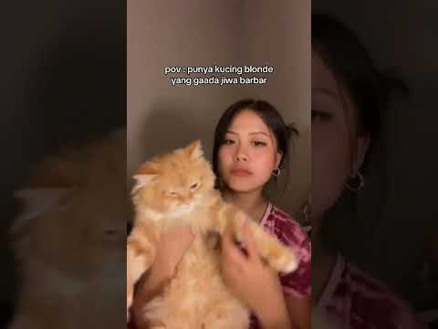 kucing blonde#kucinglucu #kucingblonde #laguviral