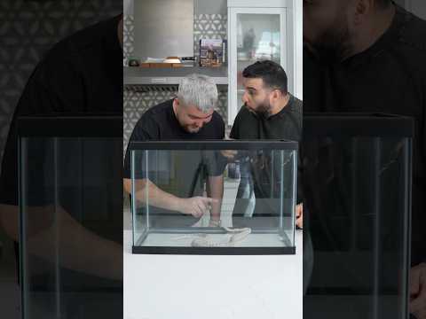 Nobody Bites The Chef: Snake 🐍 @patrickzeinali @ChefRush