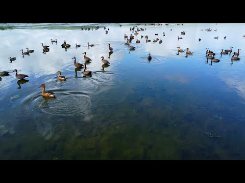 FILMEI DE PERTINHO! VÁRIOS BANDOS GIGANTES E LINDOS EM CENAS BELISSIMAS