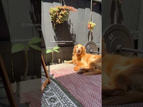 coming home to my golden retriever☠️ #goldenretreivers #dog #puppy #goldenretreiver #dogbreed #pets サムネイル