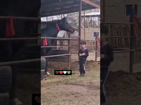 #agro  #automobile #qashqirlarmakonipistirma #horse #дуэт #equestri #андижончаабзор #stallion