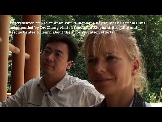 Watch this short story with World Elephant Day founder Patricia Sims, and China's lead elephant scientist Dr. Li (Aster) Zhang about the group of wild Asian elephants from Yunnan Province in Southwest China who in 2021 captured the world’s attention during their epic journey throughout the region wandering hundreds of kilometres for several months before safely returning home, and about the people working to protect them.
For more information visit:  www.worldelephantday.org
Please also consider donating to the official 2022 #WorldElephantDay Facebook campaign: https://www.facebook.com/donate/63643...
Join us for #WorldElephantDay 2022! Your donations will help us make a positive impact on #WorldElephantDay—and every day—on behalf of the world’s elephants. Whether you donate a little or a lot, it helps us help elephants. Thank you for your support.