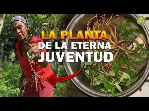 Anciana Campesina me Enseño LA PLANTA DE LA ETERNA JUVENTUD  Sirve para los Riñones y desintoxicar