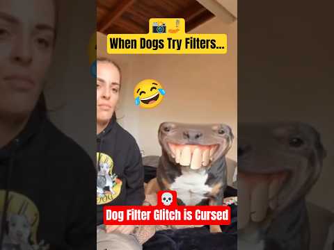Ever Seen a Dog With a Filter? You Won’t Believe This 😂 #shorts #dogs #funnypets