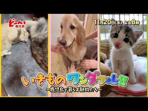 【11月20日(水) 夜8時～】どーんと鹿児島「いきものワンダフル～鹿児島で暮らす動物たち～」