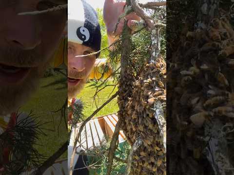 Honey bee swarm capture! Don’t try this at home #savethebees #beekeeping #bees #confidence #swarm